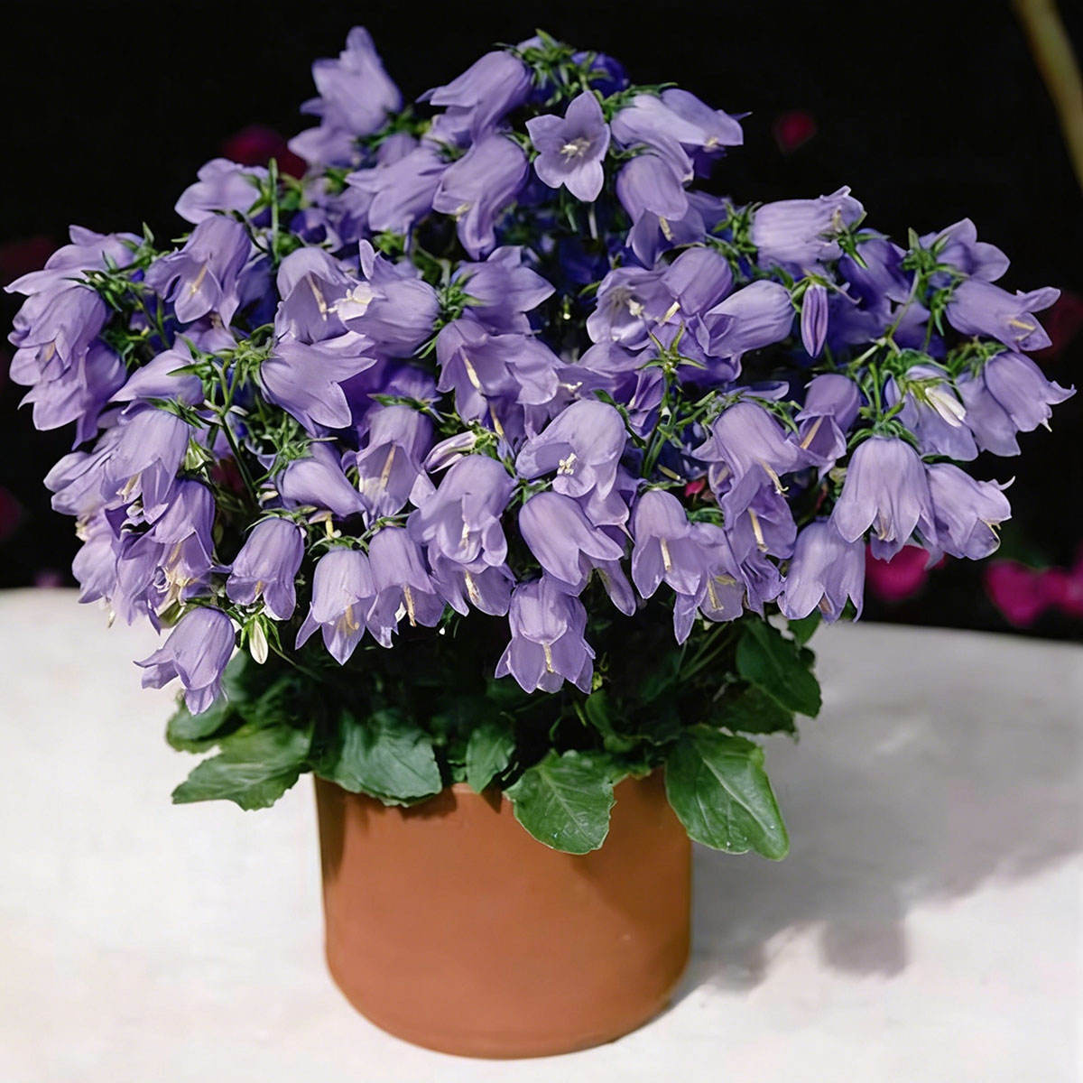 Single-petaled purple