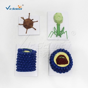 Adenovirus phage แบบจำลองไวรัสแบบจำลองทางกายวิภาคสำหรับการเรียนการสอนทางการแพทย์ชีววิทยาโมเดลไวรัส - Product Image 2