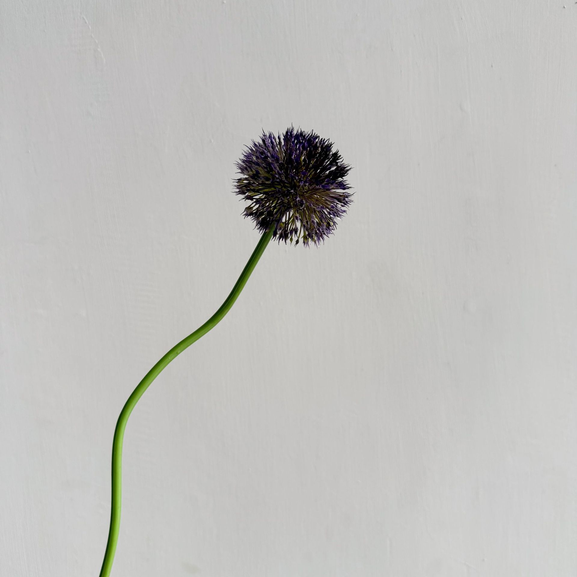 Darker purple