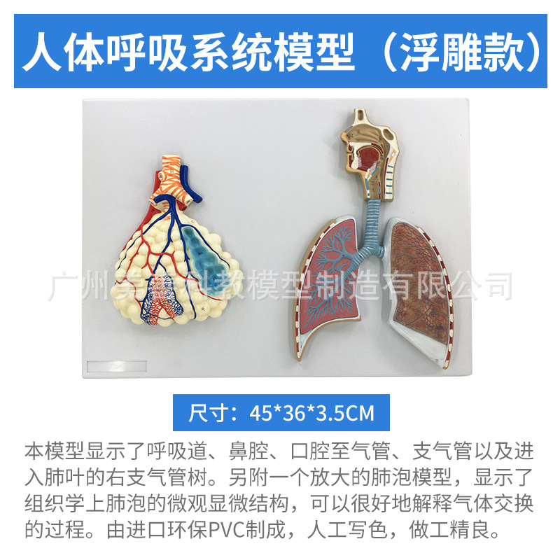 Estilo en relieve - Sistema respiratorio y magnificación alveolar