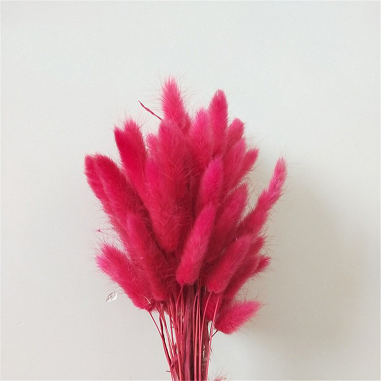 Rose garance