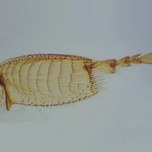 <span class=keywords><strong>Microscope</strong></span> stéréo à zoom à image trinoculaire BS-3036AT1 BestScope pour la recherche biologique et les tests de l'industrie électronique - Product Image 6