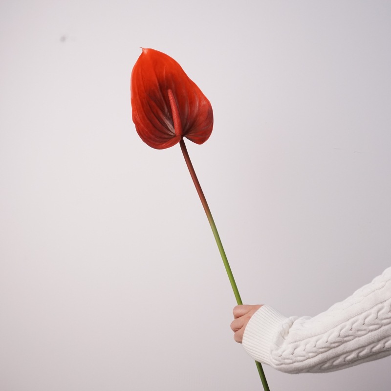 Colle souple rouge anthurium-noir