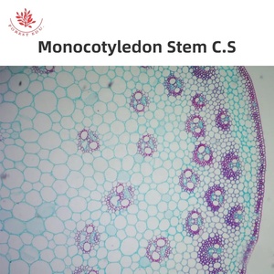 植物顕微鏡スライド生物学準備スライド植物学スライド高透明ガラス実験室使用 - Product Image 5