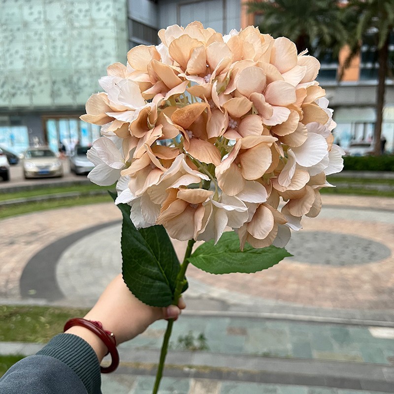 Couleur claire : Hortensia Café