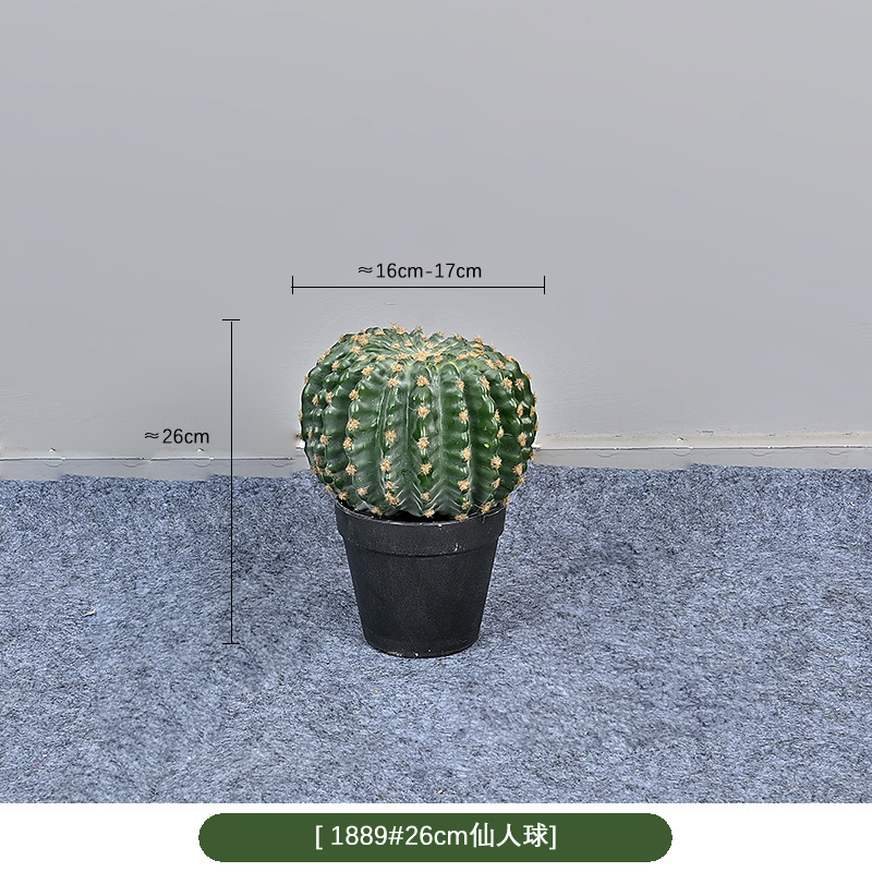1889 #26cm cactus