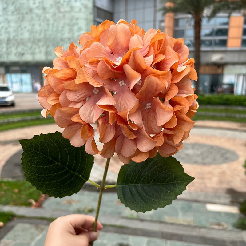 Caramel d'hortensia Orange B