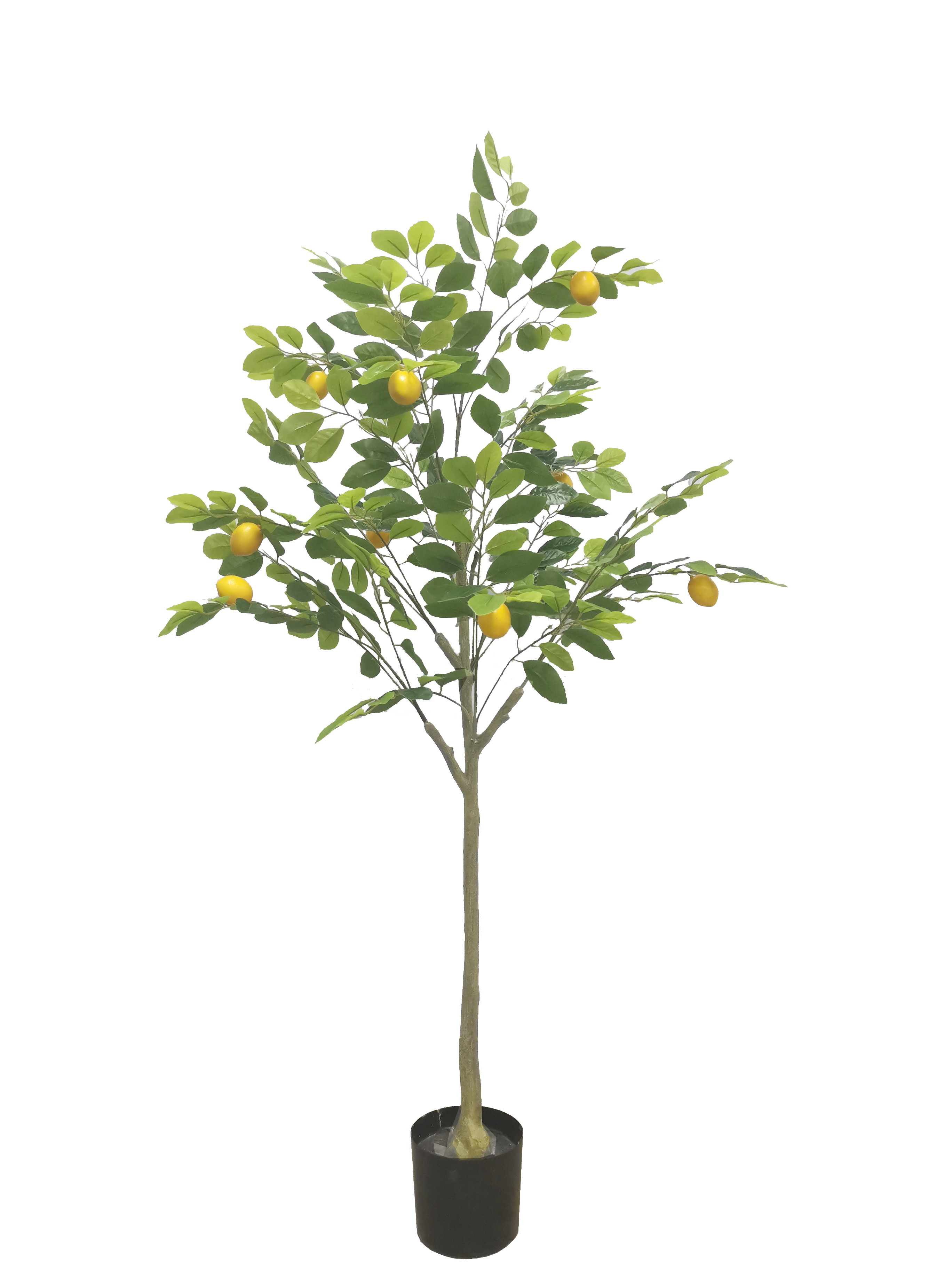 Citronnier 150cm
