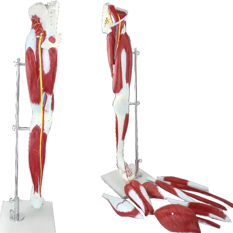 Modelo anatómico de plástico de los músculos de una pierna humana Anatomía de la pierna muscular