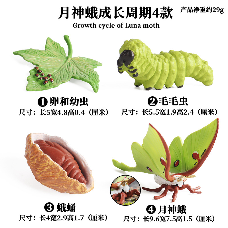 Luna Moth Cycle de vie (ensemble de 4 pièces)