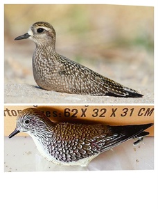การล่าสัตว์ล่อสีทอง Plover การล่าสัตว์นกรุ่นสำหรับนักล่ายิงล่อ - Product Image 2