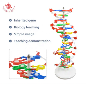 生物双螺旋DNA链结构模型医学科学遗传学双螺旋DNA模型教学辅助DNA模型 - Product Image 2