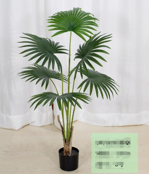 Palma de California verde, 120-200 cm