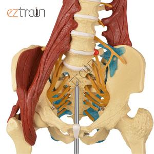 女性の骨盤腰椎骨モデル,医学,筋肉の人間の臓器モデルを持つ骨盤脊椎モデル - Product Image 6