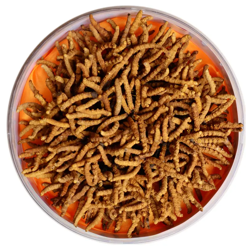 Tibet kapsül besin takviyesi Cordyceps sinensis özü