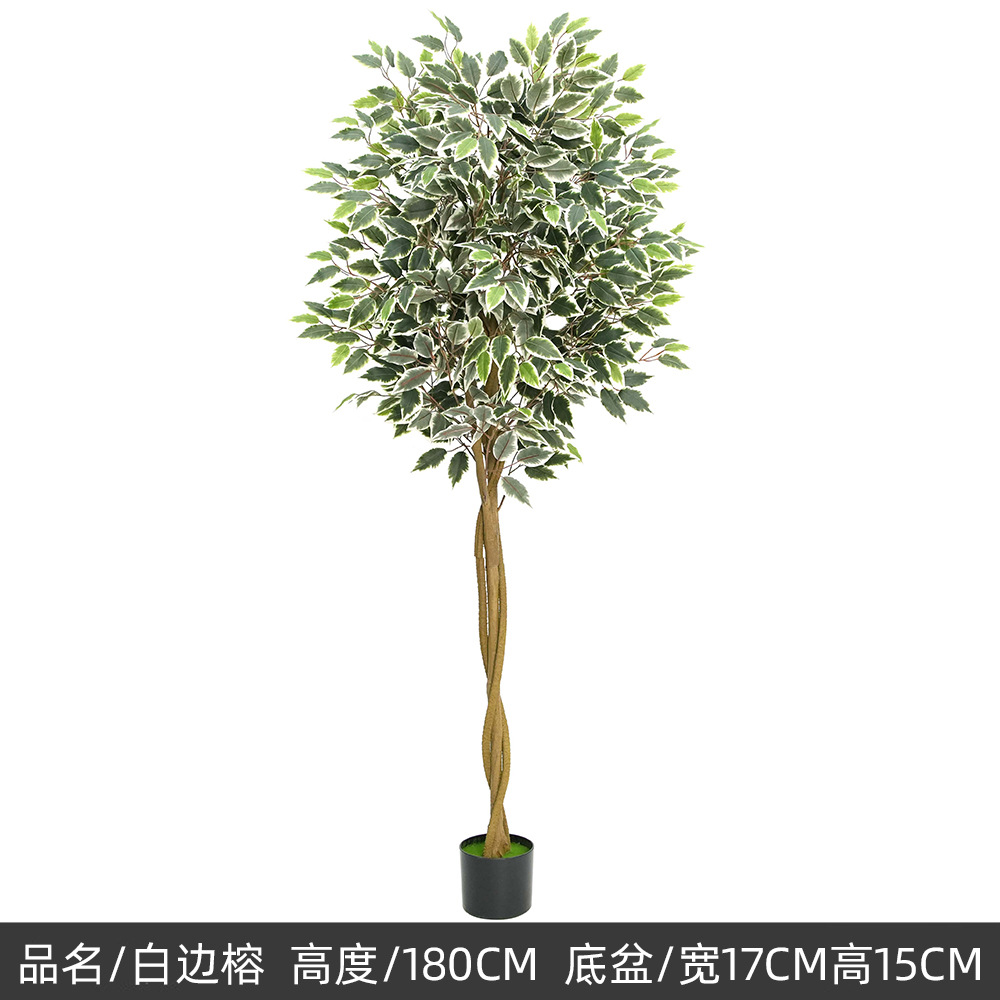 Banyan vert 180 cm avec bordure blanche