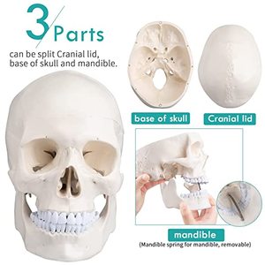 Medical Adult Skull Anatomical Model Life Size <strong>Human</strong> Skull Model <strong>3</strong> Parts Lab with Removable Skull Articulated Models - Product Image 2