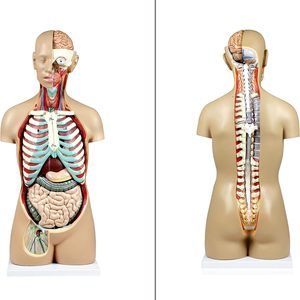 27-Part Dual-Sex PVC Manikin Open <strong>Back</strong> <strong>Human</strong> Torso with Exposed Muscular Layers Vertebral Column &amp; Nerve Branches for Training - Product Image 2