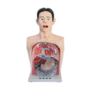 Ada โมเดลล้างท้องใสอเนกประสงค์สอนทางการแพทย์แบบจำลองล้างท้องโปร่งใส - Product Image 2