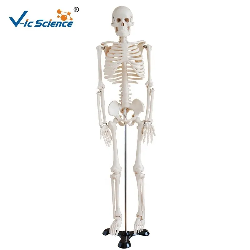 Scienza medica vendita calda a grandezza naturale scheletro umano modello 85CM