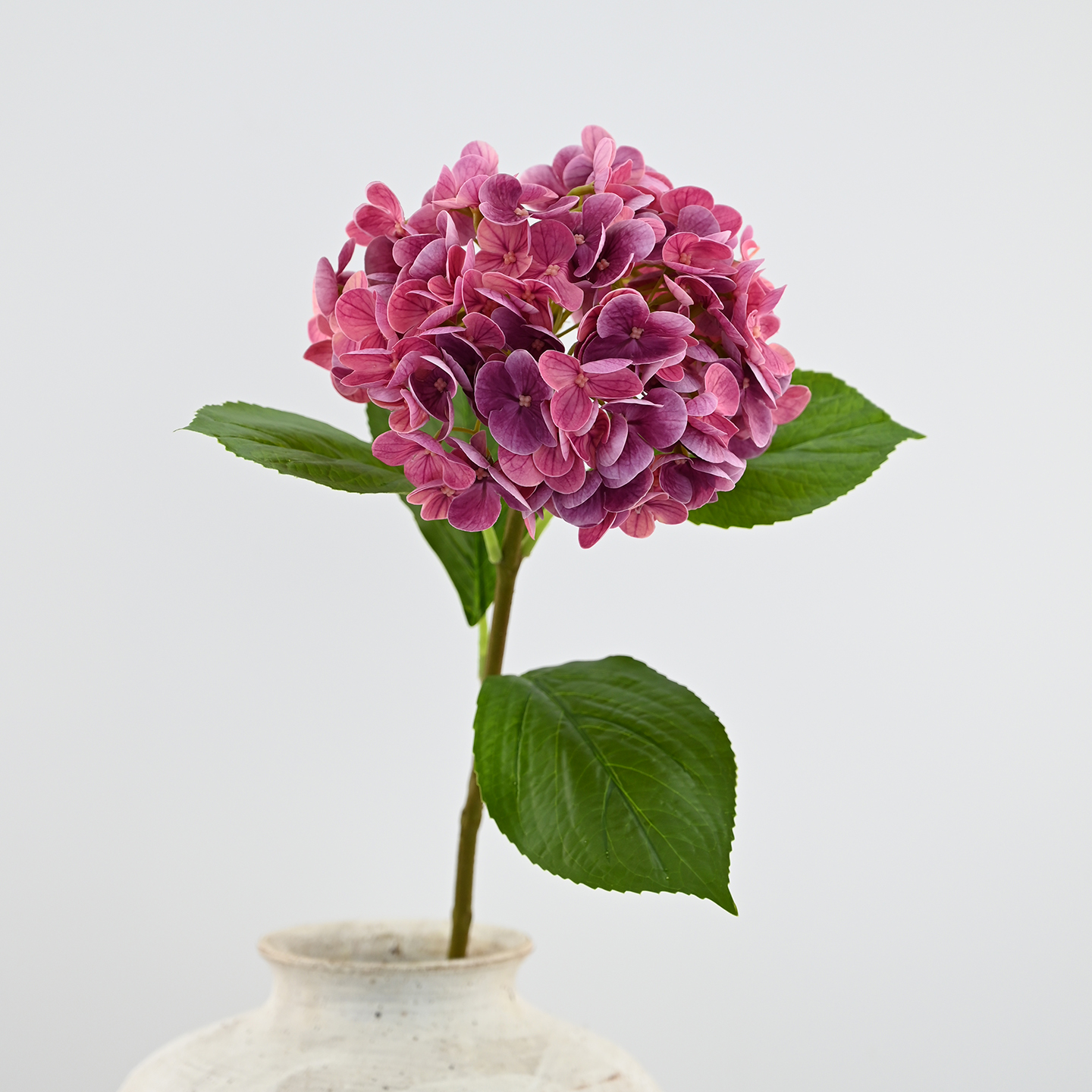 Pourpre