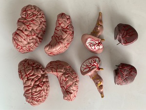 Farb codiertes Gehirn modell mit Arterien und Schädel nerven Anatomisches Lehrmittel für Neurologie und medizinische Kommunikation - Product Image 4