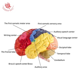 Modello anatomico della struttura del cervello di visualizzazione di varie zone funzionali del cervello di insegnamento medico colore umano modello del cervello - Product Image 5
