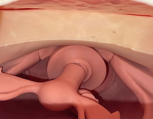 Medical Science Advanced Gynecological Examination Simulator Abnormal <strong>Palpation</strong> Practice Model for Medical School Class Use - Product Image 4