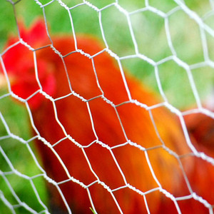 Rete metallica a foro esagonale a rete a doppio filo in acciaio intrecciato a rete a rete di pollo zincato a caldo campo di recinzione per animali da fattoria - Product Image 3