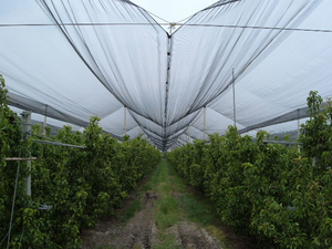 Agricoltura HDPE trasparente Anti grandine ape rete protezione per le colture albero Anti ape uccello grandine rete a prova di grandine - Product Image 2