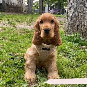 Nouveaux accessoires pour animaux de compagnie Fabricants de harnais pour chien au Royaume-Uni Ensemble de harnais et de laisse pour chien de créateur Harnais personnalisé en gros pour chien - Product Image 6