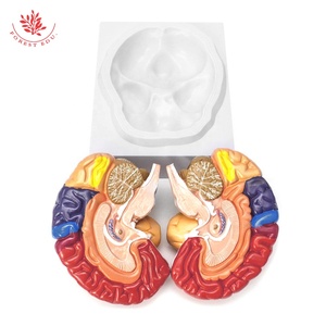 Modello anatomico della struttura del cervello di visualizzazione di varie zone funzionali del cervello di insegnamento medico colore umano modello del cervello - Product Image 4