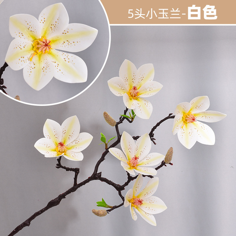 5 fleurs de magnolia blanches