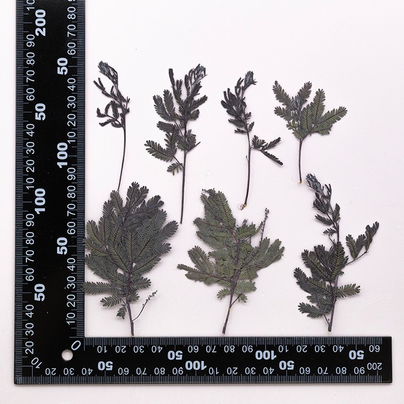 MH715 Ganlanyedaizhi Natural green