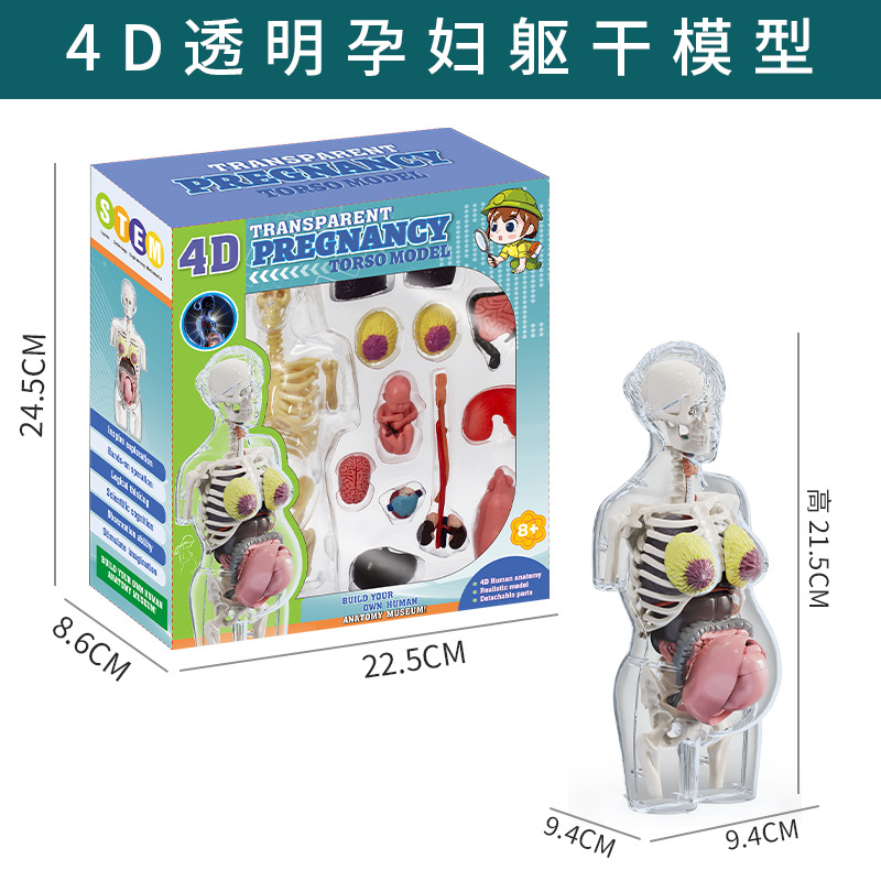 Série corps humain - Mannequin femme enceinte txx-022