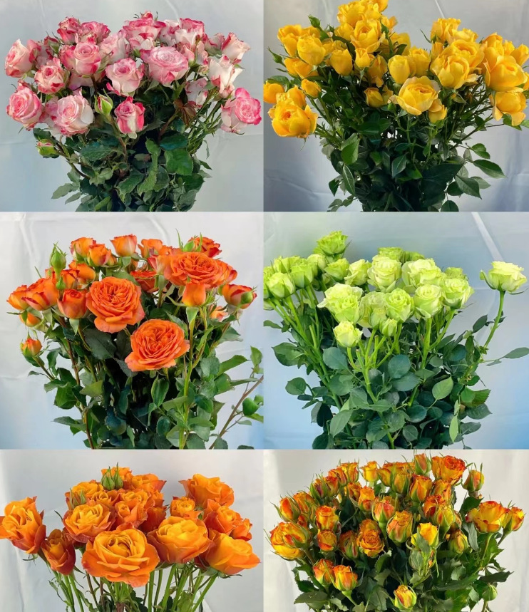 Random multi-head rose monochrome (10 sticks/tie)