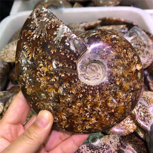 Ammonitores naturales de caracol, conchas de fósil, especímenes minerales, piedra curativa, fósil de cristal para adornos para el hogar, venta al por mayor - Product Image 2