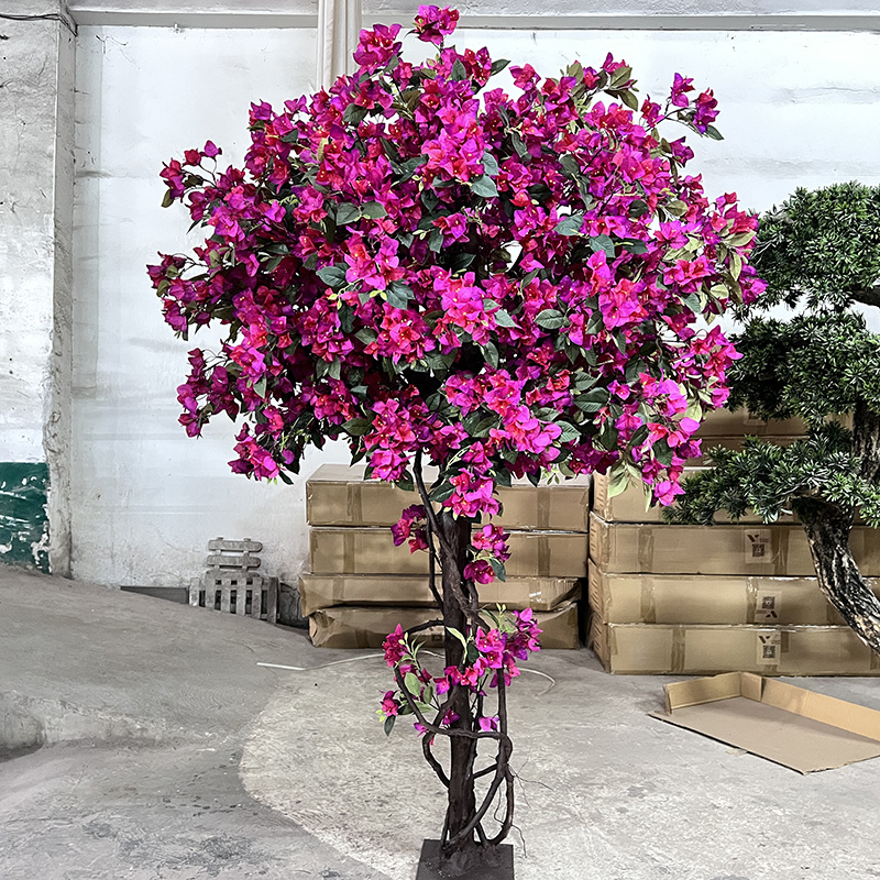 Bougainvillier