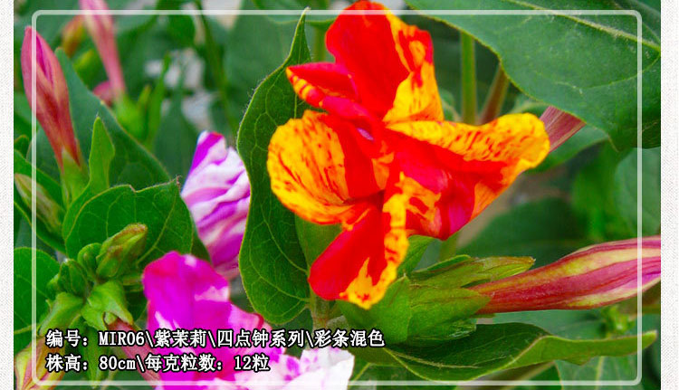 แถบสีผสม