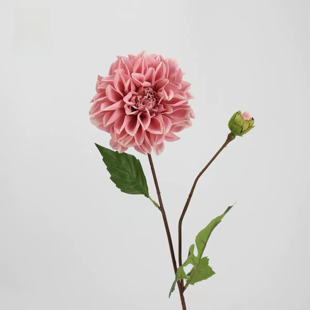 Dahlia européen (rose foncé)
