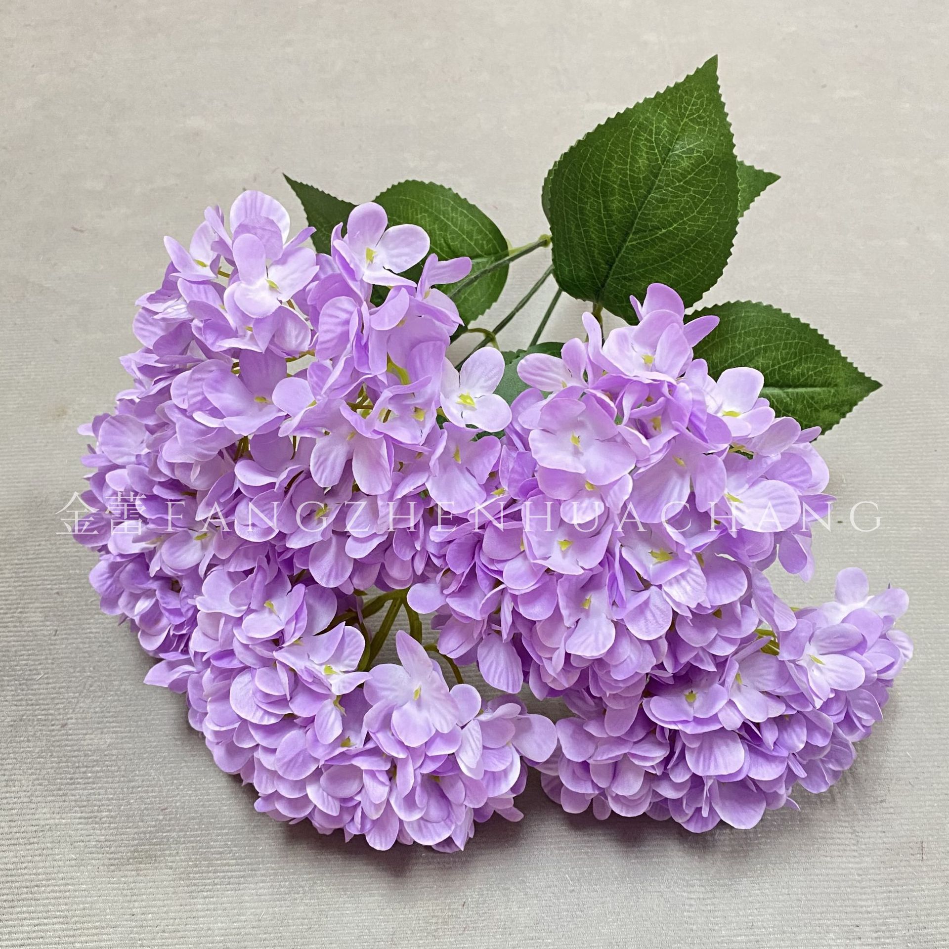 Viola chiaro