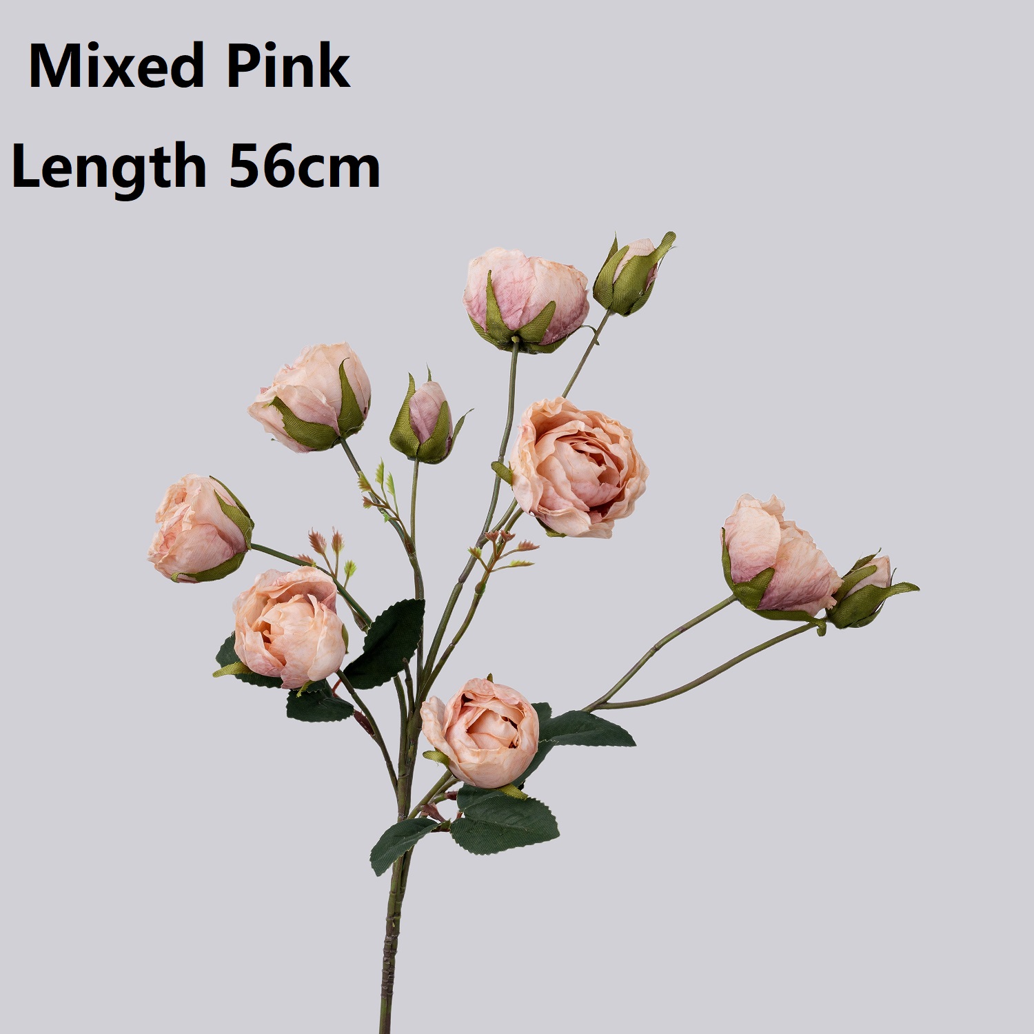 Rosa misto