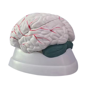Modello medico di anatomia del cervello con la struttura del tessuto cerebrale delle arterie cerebrali (8 parti) - Product Image 5