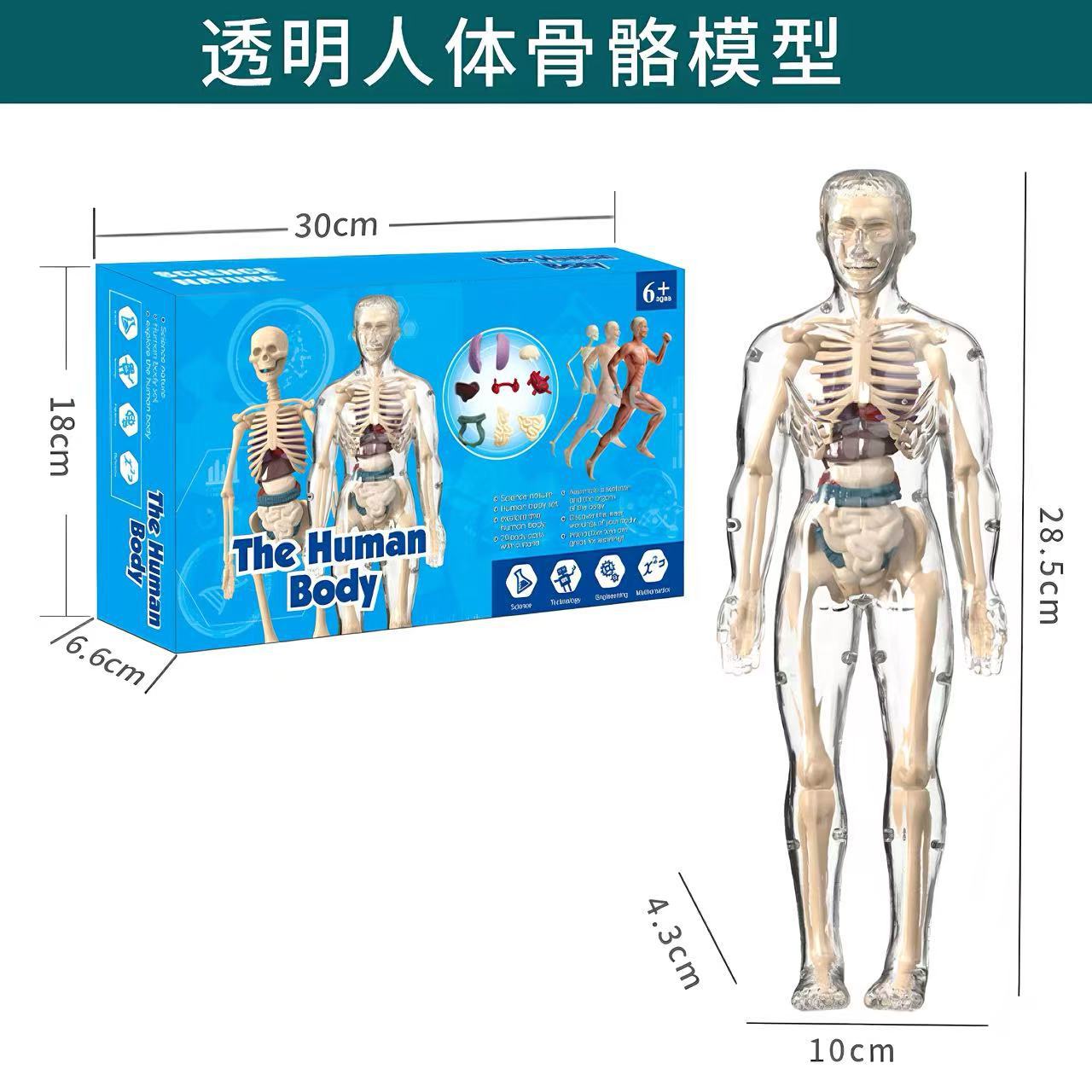 Série corps humain - Squelette transparent intégral - txmr-026a