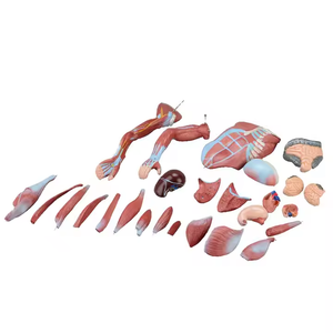 Medical <strong>Human</strong> Muscle Structure Tissue and Internal Organs Anatomical Model