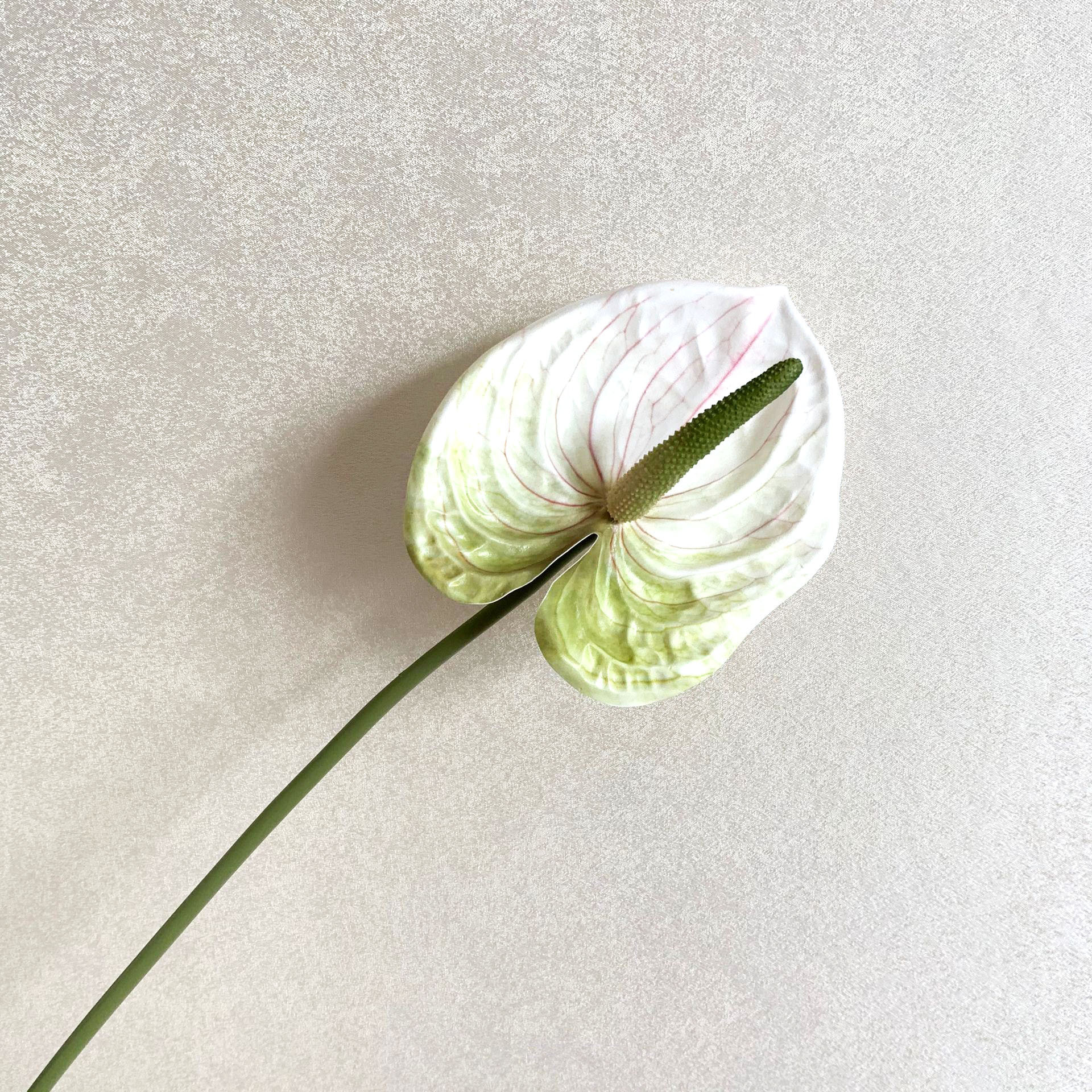 Blanco y verde