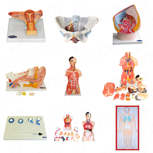Wincom bilim anatomi modelleri kulak 3d anatomik Model tıp eğitimi İnsan orta kulak modeli - Product Image 4