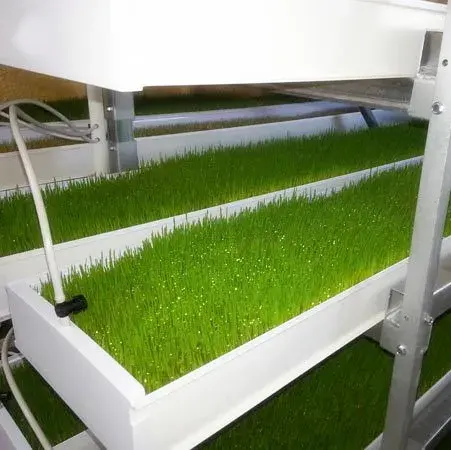 Máquina hidropónica para forraje de cebada, precio de fábrica, sistema hidropónico industrial, sistemas de cultivo hidropónico