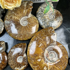 High Quality Natural Polished Ammonite <strong>Fossils</strong> Rough Ammonite <strong>fossil</strong> for Decoration