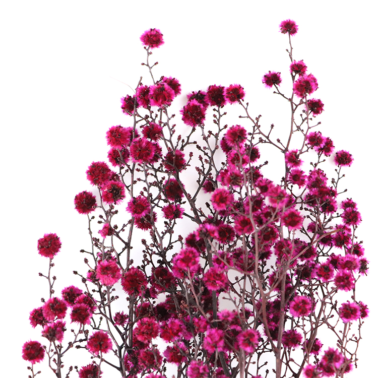 Rouge rose